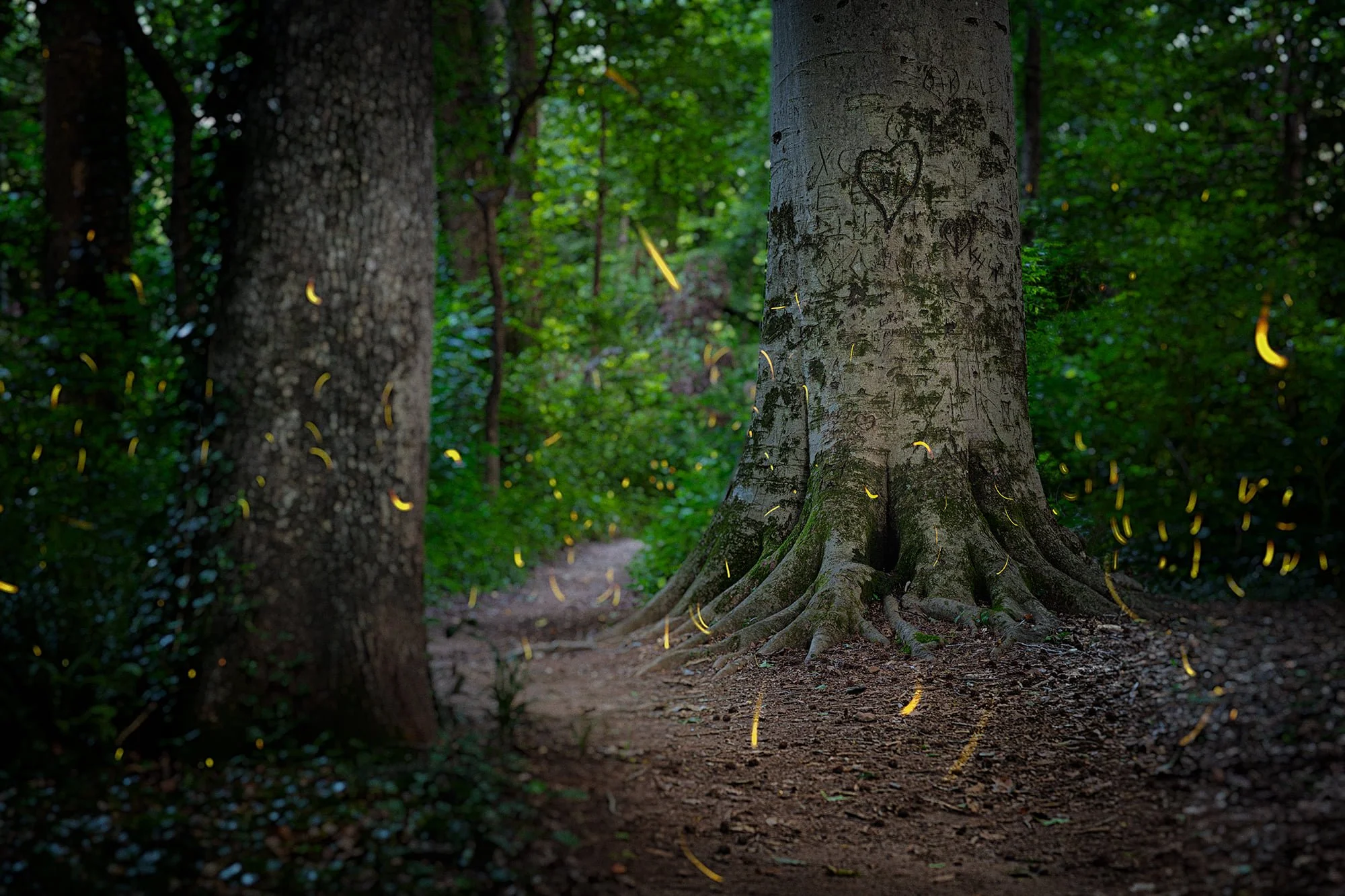 All the Fireflies Between 8:43 and 8:58 at the Lullwater Creek Sweetheart Tree on June 24 (2021)